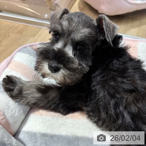 ミニチュア・シュナウザーの写真