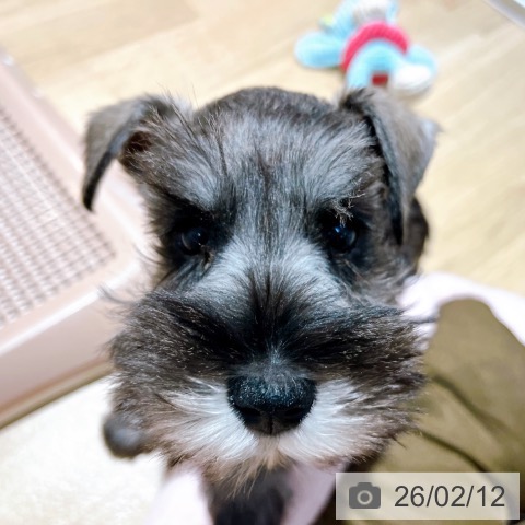 大阪府のミニチュアシュナウザー (ペットプラス イオン大日店/2025年12月3日生まれ/女の子/ソルトペッパー)の子犬の3枚目の画像