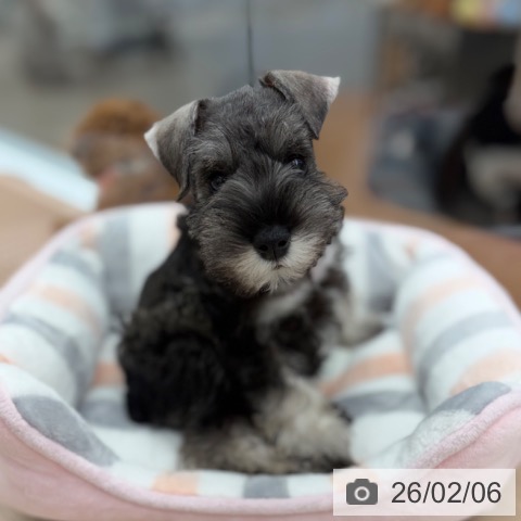 京都府のミニチュアシュナウザー (ペットプラス 京都桂川店/2025年12月4日生まれ/女の子/ソルトペッパー)の子犬の4枚目の画像