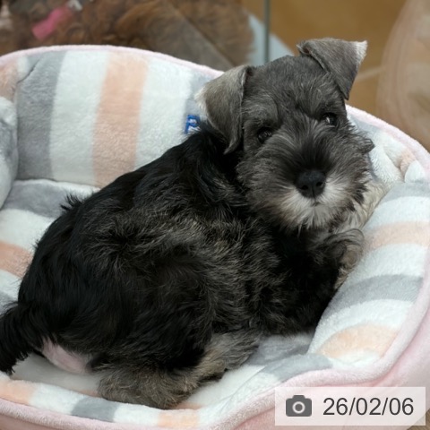 京都府のミニチュアシュナウザー (ペットプラス 京都桂川店/2025年12月4日生まれ/女の子/ソルトペッパー)の子犬の3枚目の画像