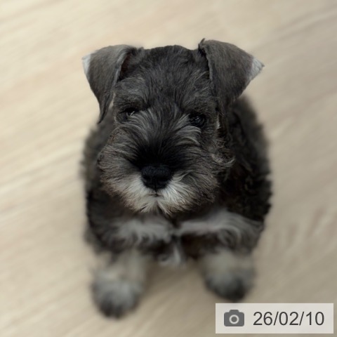 京都府のミニチュアシュナウザー (ペットプラス 京都桂川店/2025年12月4日生まれ/女の子/ソルトペッパー)の子犬の3枚目の画像