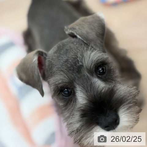 京都府のミニチュアシュナウザー (ペットプラス 京都桂川店/2025年12月4日生まれ/女の子/ソルトペッパー)の子犬の3枚目の画像