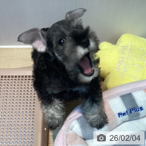 ミニチュア・シュナウザーの写真