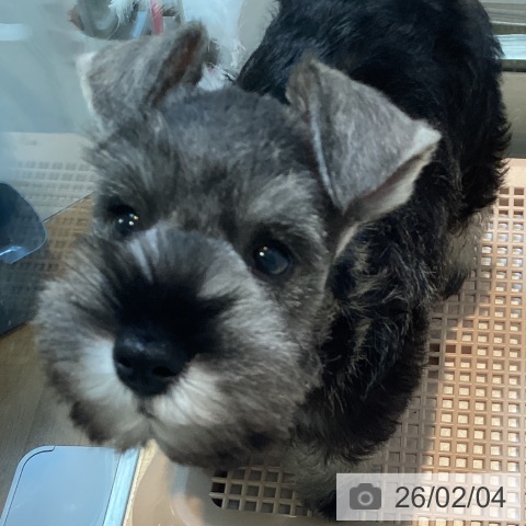 ミニチュア・シュナウザーの写真