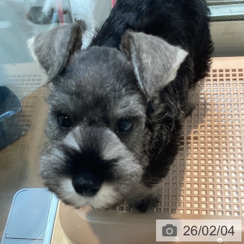 ミニチュア・シュナウザーの写真