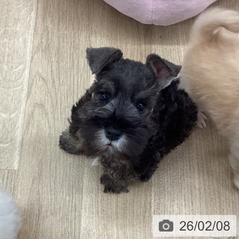 新潟県のミニチュアシュナウザー (ペットプラス 新潟南店/2025年12月4日生まれ/男の子/ソルトペッパー)の子犬の4枚目の画像