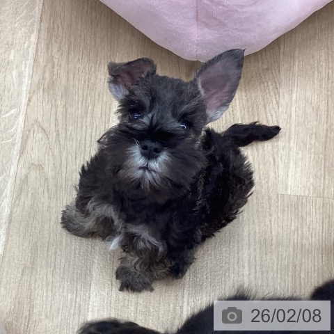 新潟県のミニチュアシュナウザー (ペットプラス 新潟南店/2025年12月4日生まれ/男の子/ソルトペッパー)の子犬の3枚目の画像