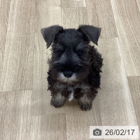 新潟県のミニチュアシュナウザー (ペットプラス 新潟南店/2025年12月4日生まれ/男の子/ソルトペッパー)の子犬の4枚目の画像