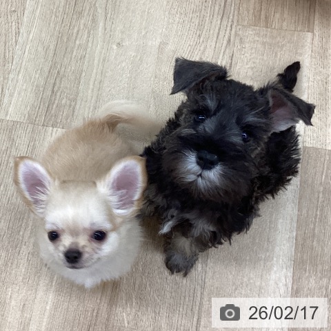 新潟県のミニチュアシュナウザー (ペットプラス 新潟南店/2025年12月4日生まれ/男の子/ソルトペッパー)の子犬の3枚目の画像