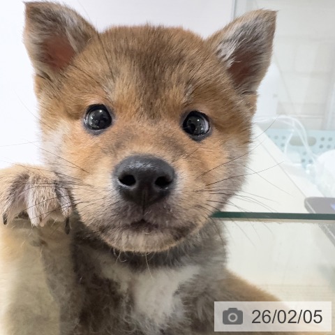 兵庫県の柴犬(標準サイズ) (ペットプラス 神戸三宮店/2025年12月5日生まれ/男の子/赤)の子犬の3枚目の画像