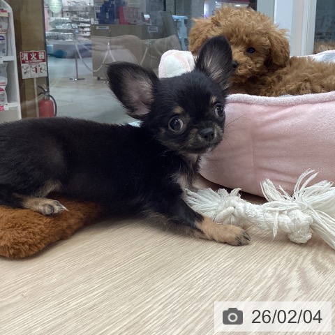 大阪府のチワワ(ロング) (ペットプラス ららぽーと和泉店/2025年11月30日生まれ/女の子/ブラックタン)の子犬の4枚目の画像