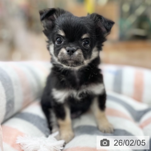 京都府のチワワ(ロング) (ペットプラス 醍醐店/2025年12月5日生まれ/男の子/ブラックタン)の子犬の4枚目の画像