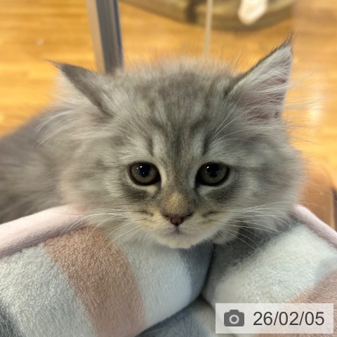 京都府のラガマフィン (ペットプラス イオンモールKYOTO店/2025年11月21日生まれ/男の子/シルバータビーホワイト)の子猫の4枚目の画像