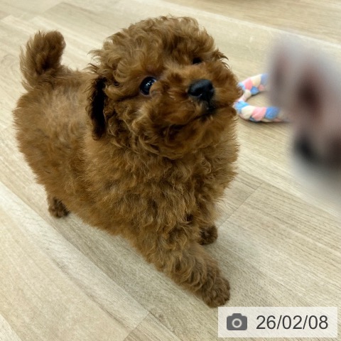 トイ・プードルの写真