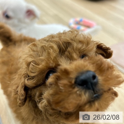 トイ・プードルの写真