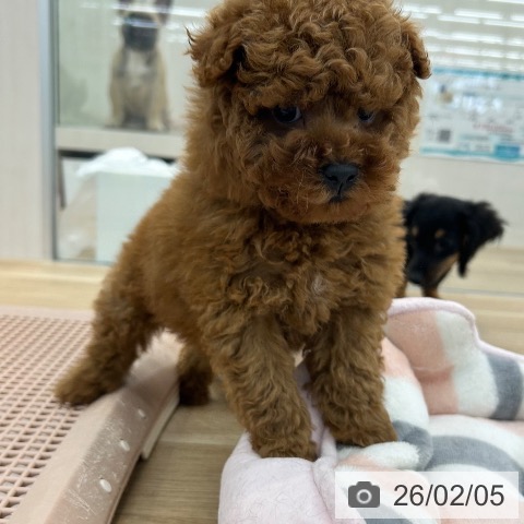 大阪府のトイプードル(トイ) (ペットプラス 松原店/2025年12月4日生まれ/男の子/レッド)の子犬の4枚目の画像