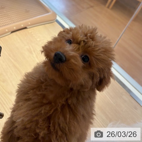 和歌山県のトイプードル(トイ) (ペットプラス 和歌山店/2025年12月4日生まれ/男の子/レッド)の子犬の4枚目の画像