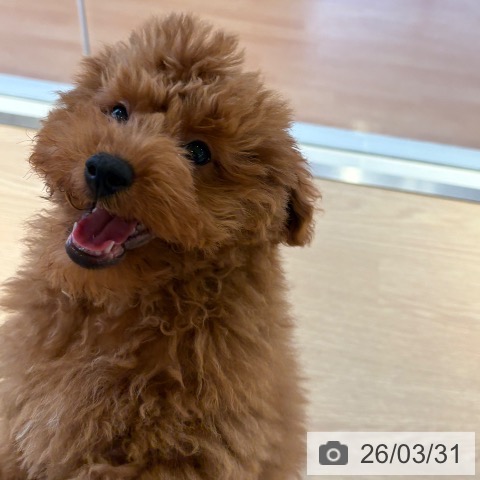 トイ・プードルの写真