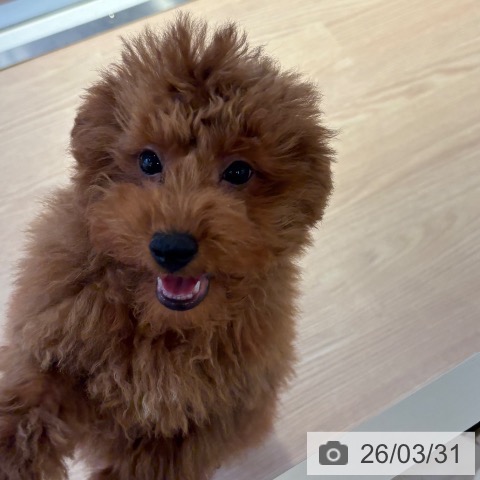 和歌山県のトイプードル(トイ) (ペットプラス 和歌山店/2025年12月4日生まれ/男の子/レッド)の子犬の4枚目の画像