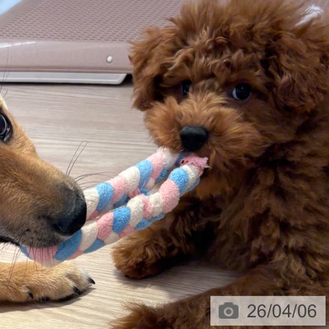 和歌山県のトイプードル(トイ) (ペットプラス 和歌山店/2025年12月4日生まれ/男の子/レッド)の子犬の4枚目の画像