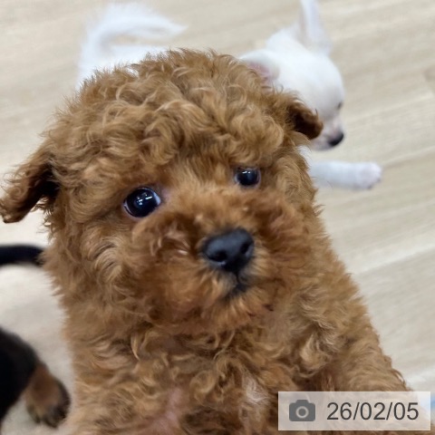 大阪府のトイプードル(トイ) (ペットプラス 松原店/2025年12月4日生まれ/男の子/レッド)の子犬の3枚目の画像