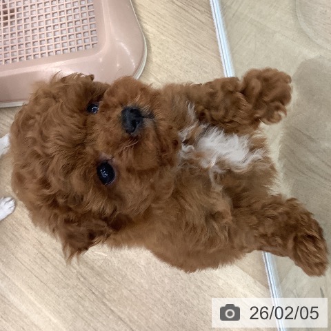 大阪府のトイプードル(トイ) (ペットプラス りんくう泉南店/2025年12月4日生まれ/男の子/レッド)の子犬の4枚目の画像