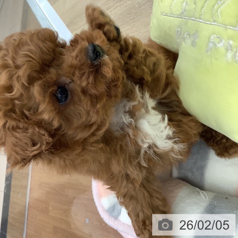 大阪府のトイプードル(トイ) (ペットプラス りんくう泉南店/2025年12月4日生まれ/男の子/レッド)の子犬の3枚目の画像