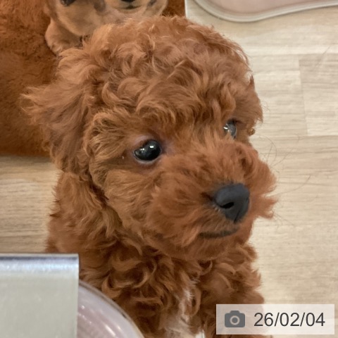 トイ・プードルの写真