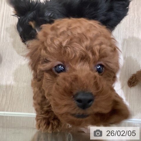 トイ・プードルの写真