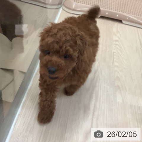 トイ・プードルの写真