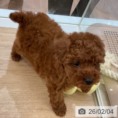 トイ・プードルの写真