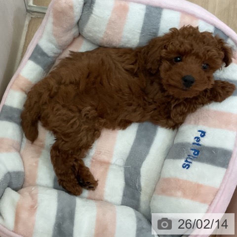 大阪府のトイプードル(トイ) (ペットプラス 大阪ドームシティ店/2025年12月4日生まれ/男の子/レッド)の子犬の3枚目の画像