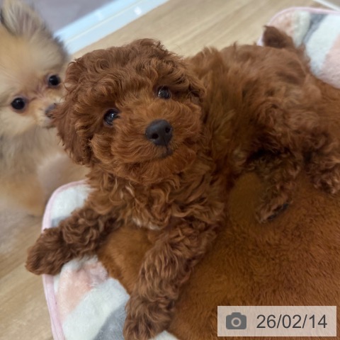 大阪府のトイプードル(トイ) (ペットプラス 大阪ドームシティ店/2025年12月4日生まれ/男の子/レッド)の子犬の3枚目の画像