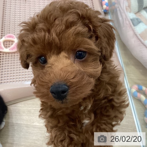 大阪府のトイプードル(トイ) (ペットプラス 堺北花田店/2025年12月4日生まれ/男の子/レッド)の子犬の4枚目の画像