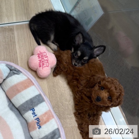 大阪府のトイプードル(トイ) (ペットプラス 堺北花田店/2025年12月4日生まれ/男の子/レッド)の子犬の3枚目の画像