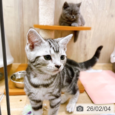 大阪府のアメリカンショートヘアー (ペットプラス イオン大日店/2025年11月20日生まれ/女の子/シルバータビー)の子猫の4枚目の画像