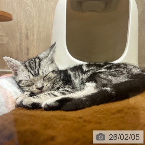 大阪府のアメリカンショートヘアー (ペットプラス イオン大日店/2025年11月20日生まれ/女の子/シルバータビー)の子猫の3枚目の画像