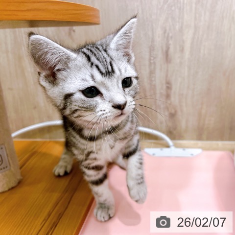 アメリカンショートヘアの写真