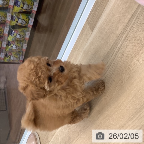 大阪府のトイプードル(トイ) (ペットプラス りんくう泉南店/2025年12月1日生まれ/女の子/オレンジフォーン)の子犬の4枚目の画像