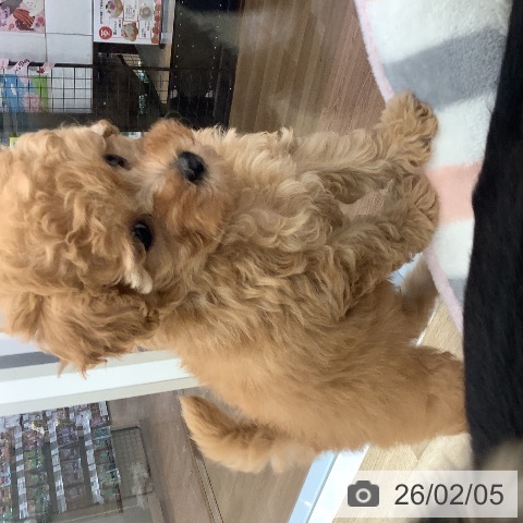 大阪府のトイプードル(トイ) (ペットプラス りんくう泉南店/2025年12月1日生まれ/女の子/オレンジフォーン)の子犬の3枚目の画像