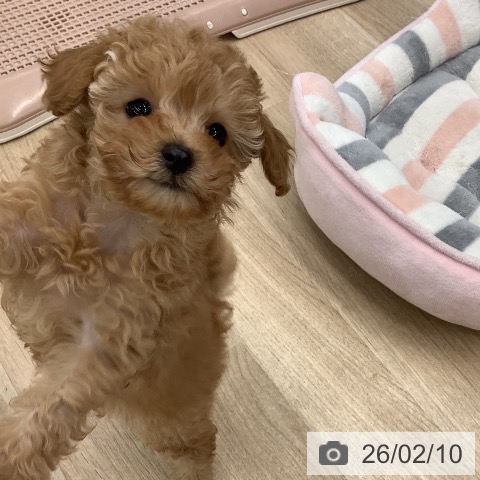 大阪府のトイプードル(トイ) (ペットプラス りんくう泉南店/2025年12月1日生まれ/女の子/オレンジフォーン)の子犬の3枚目の画像