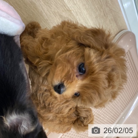 トイ・プードルの写真