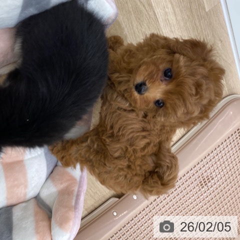 トイ・プードルの写真