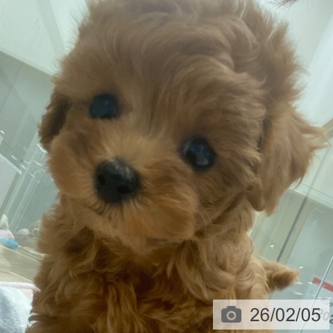 トイ・プードルの写真