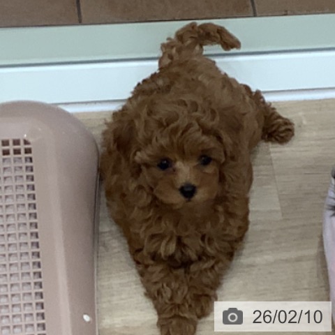 大阪府のトイプードル(トイ) (ペットプラス 鶴見店/2025年12月1日生まれ/女の子/レッドフォーン)の子犬の4枚目の画像