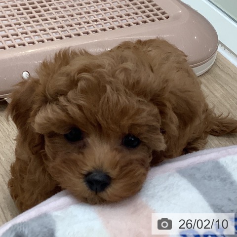 大阪府のトイプードル(トイ) (ペットプラス 鶴見店/2025年12月1日生まれ/女の子/レッドフォーン)の子犬の3枚目の画像