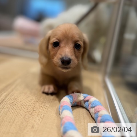 カニーンヘン・ダックスフンドの写真