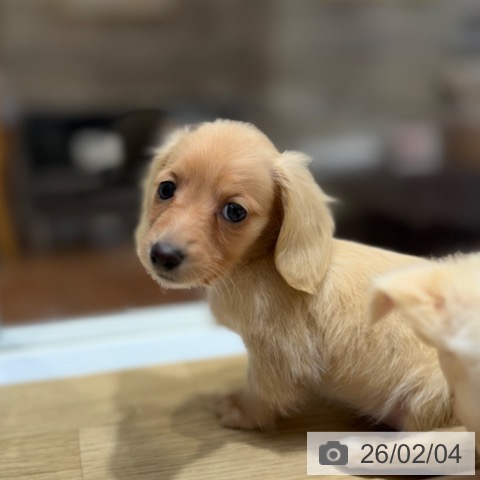 カニーンヘン・ダックスフンドの写真