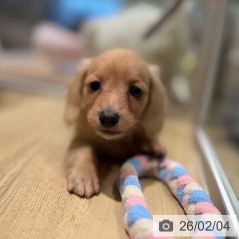 カニーンヘン・ダックスフンドの写真