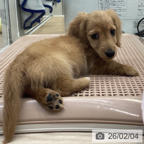 大阪府のカニンヘンダックスフンド(ロング) (ペットプラス ららぽーと和泉店/2025年12月5日生まれ/男の子/ゴールド)の子犬の4枚目の画像